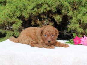 Photo of Frosty