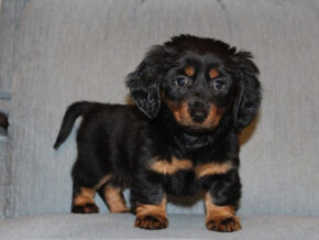 Photo of Casper