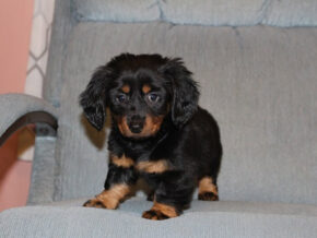 Photo of Casper