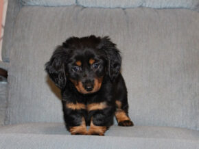 Photo of Casper