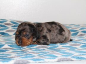 Photo of Cassie