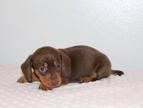 Photo of Celesta