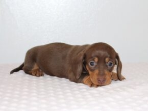 Photo of Celesta