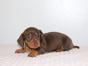 Photo of Celesta