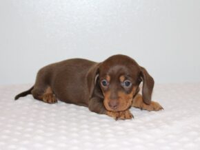 Photo of Celesta