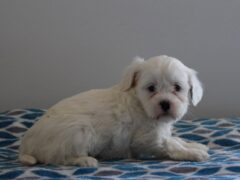Photo4 for Pearl