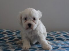Photo3 for Pearl