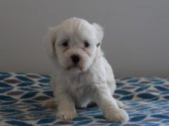 Photo2 for Pearl