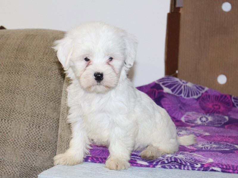 Pearl, a white Shichon (Teddy Bear) puppy in Indiana.