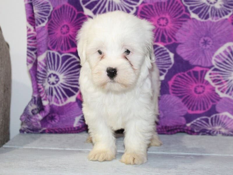 Pearl, a white Shichon (Teddy Bear) puppy in Indiana.