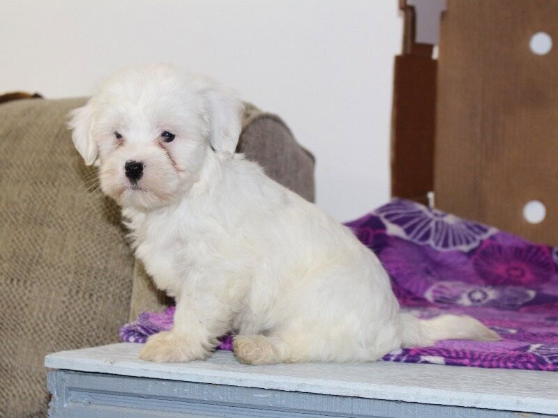 Pearl, a white Shichon (Teddy Bear) puppy in Indiana.