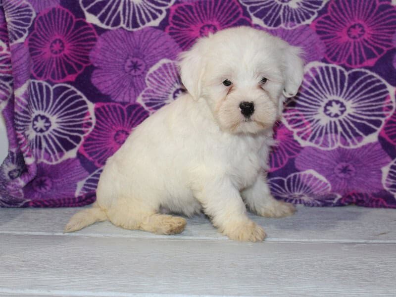 Pearl, a white Shichon (Teddy Bear) puppy in Indiana.