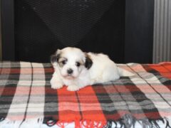 Photo4 for Pleva