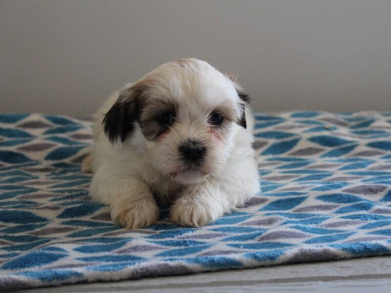 Pleva, a black & white Shichon (Teddy Bear) puppy in Indiana.
