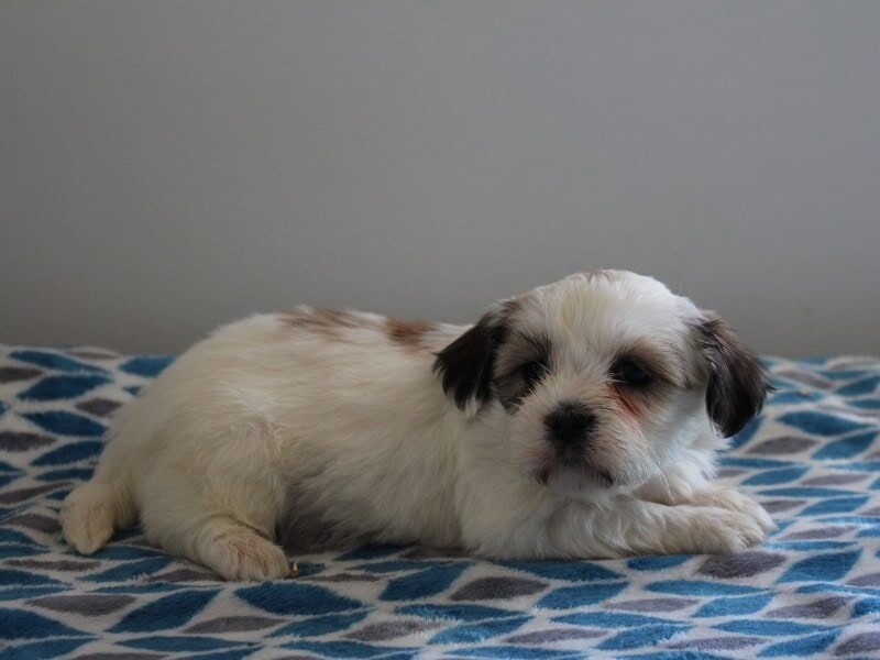 Pleva, a black & white Shichon (Teddy Bear) puppy in Indiana.
