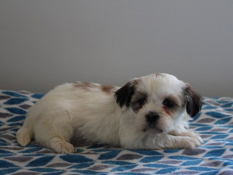 Pleva, a black & white Shichon (Teddy Bear) puppy in Indiana.