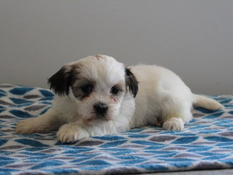 Pleva, a black & white Shichon (Teddy Bear) puppy in Indiana.