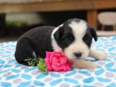 Photo4 for Jasmine