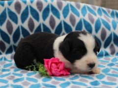 Photo2 for Jasmine