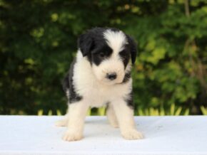 Photo of Jasmine
