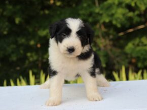 Photo of Jasmine
