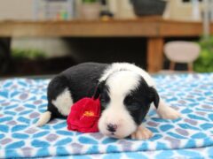 Photo2 for Jasper