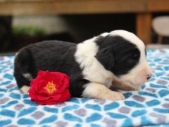 Photo1 for Juniper