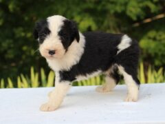 Photo4 for Juniper