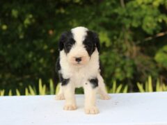 Photo2 for Juniper