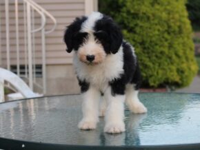 Photo of Juniper