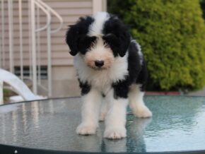 Photo of Juniper