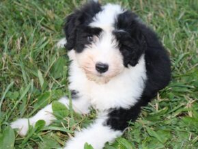 Photo of Juniper