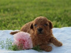 Photo4 for Alivia