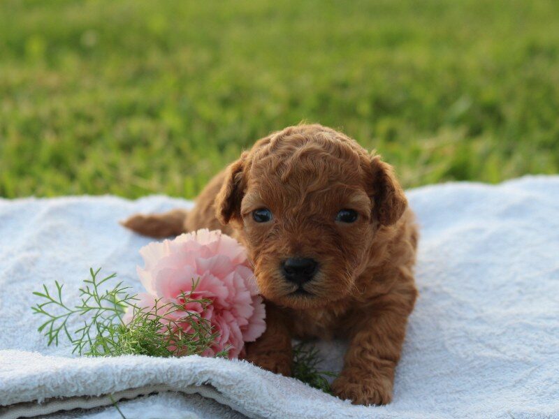 Alivia image