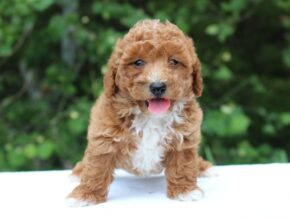 Photo of Arthur