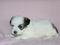 Photo3 for Hazel