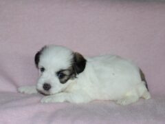 Photo1 for Hazel