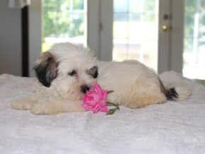 Photo of Hazel
