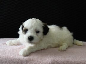 Photo of Holly