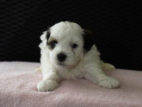 Photo of Holly