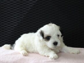 Photo of Holly