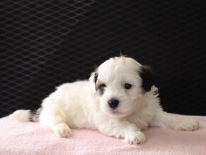 Photo of Holly