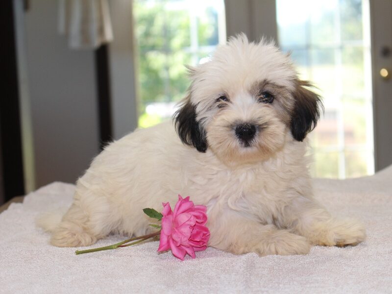 Hazel, a black & white Shichon (Teddy Bear) puppy in Indiana.
