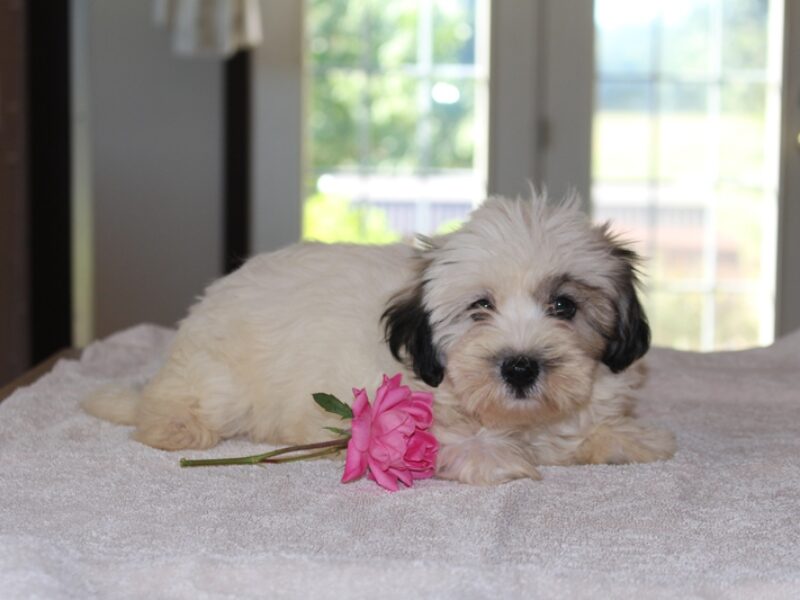 Hazel, a black & white Shichon (Teddy Bear) puppy in Indiana.