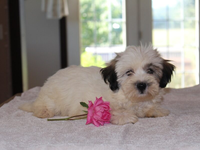 Hazel, a black & white Shichon (Teddy Bear) puppy in Indiana.