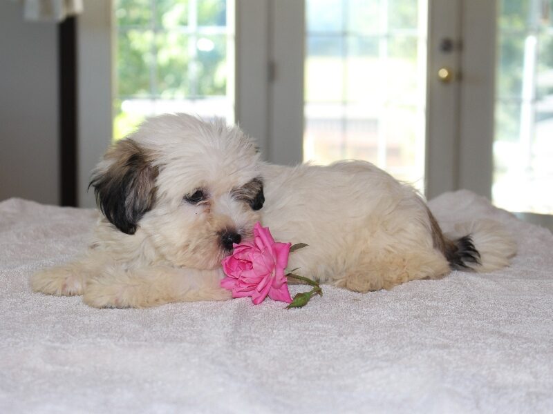 Hazel, a black & white Shichon (Teddy Bear) puppy in Indiana.