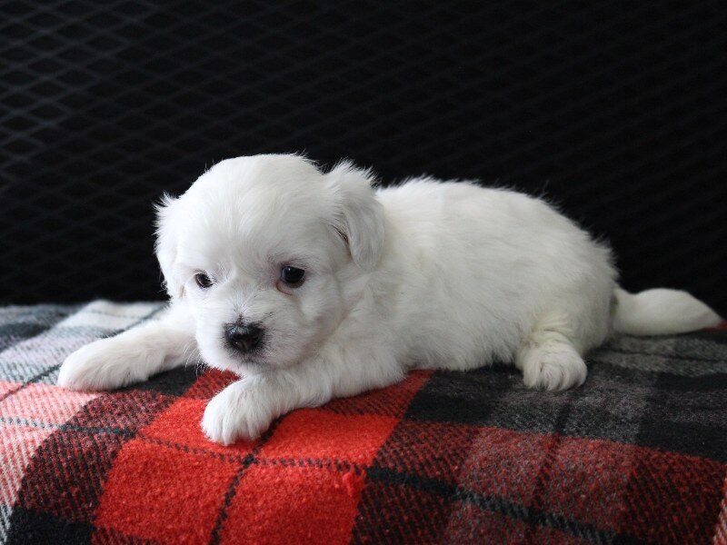 Heather, a white Shichon (Teddy Bear) puppy in Indiana.