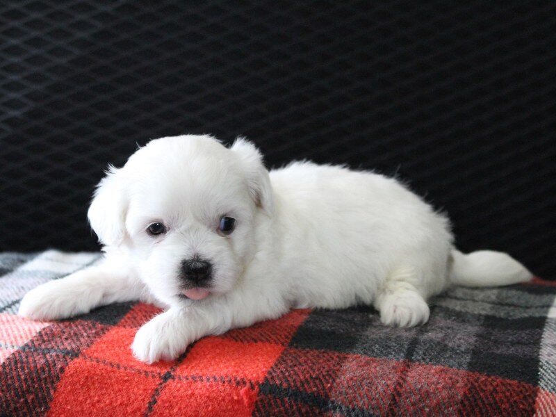 Heather, a white Shichon (Teddy Bear) puppy in Indiana.