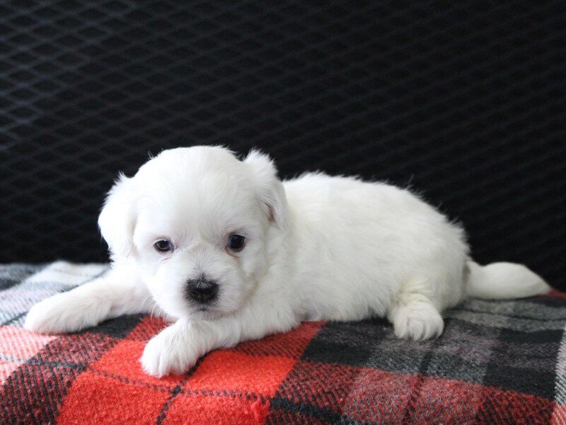 Heather, a white Shichon (Teddy Bear) puppy in Indiana.