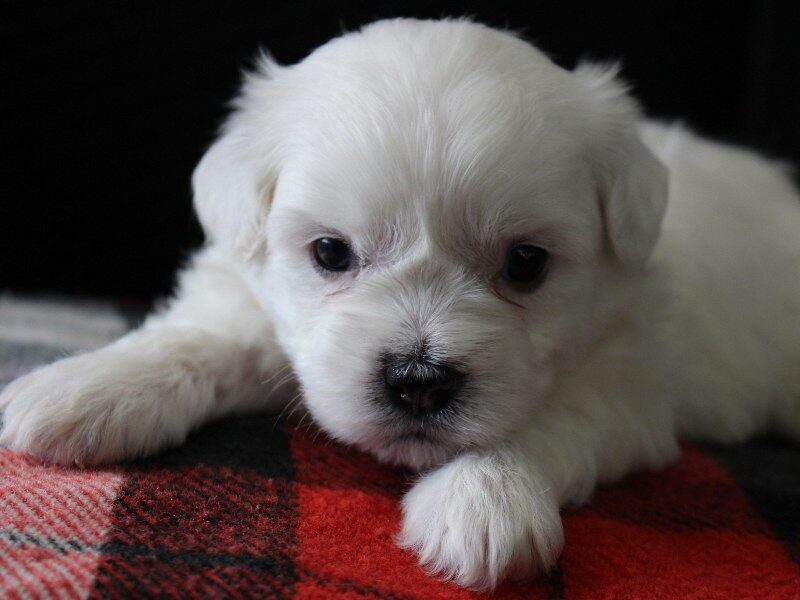 Heather, a white Shichon (Teddy Bear) puppy in Indiana.